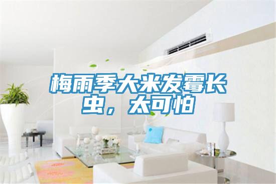 梅雨季大米發(fā)霉長(zhǎng)蟲，太可怕