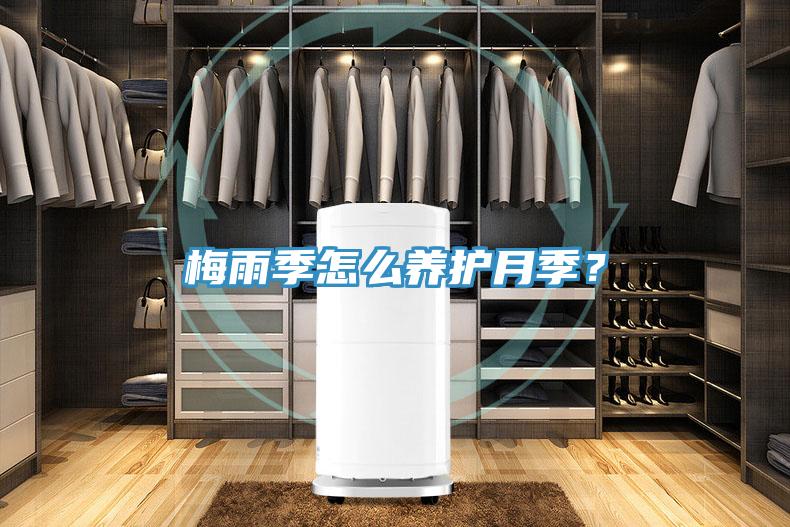 梅雨季怎么養(yǎng)護(hù)月季？