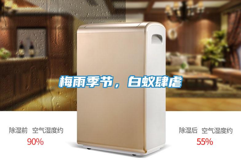 梅雨季節(jié)，白蟻肆虐