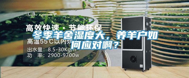 冬季羊舍濕度大，養(yǎng)羊戶如何應(yīng)對啊？