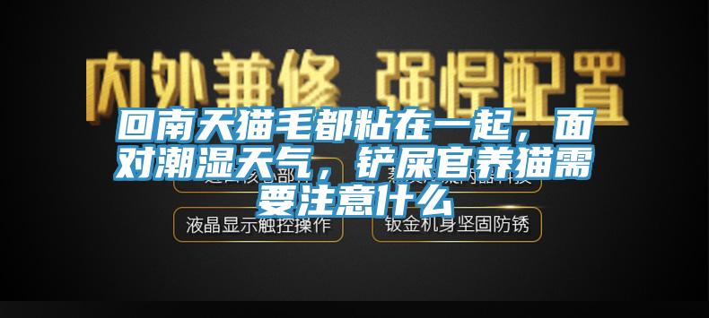 回南天貓毛都粘在一起，面對潮濕天氣，鏟屎官養(yǎng)貓需要注意什么
